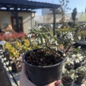 Вечнозелен Иберис "Апен" (Iberis Sempervirens "Appen") - 1 L