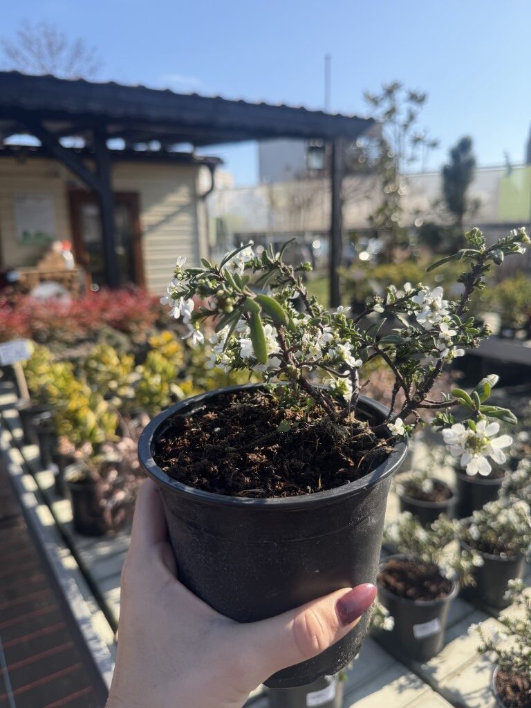 Вечнозелен Иберис "Апен" (Iberis Sempervirens "Appen") - 1 L