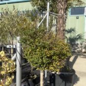 Вечнозелен Лигуструм (Ligustrum Jonandrum) 18 L