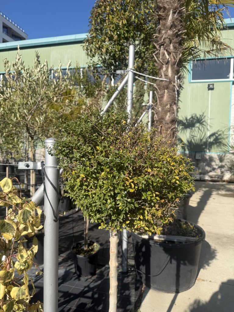 Вечнозелен Лигуструм (Ligustrum Jonandrum) 18 L