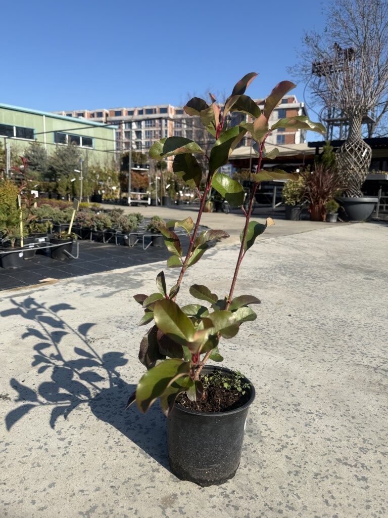 Вечнозелена Фотиния (Photinia Camilvy)