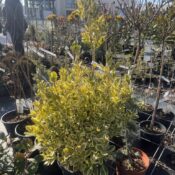Евонимус ''Японика Ауреа'' (Euonymus "Japonica Aurea") - 15 L