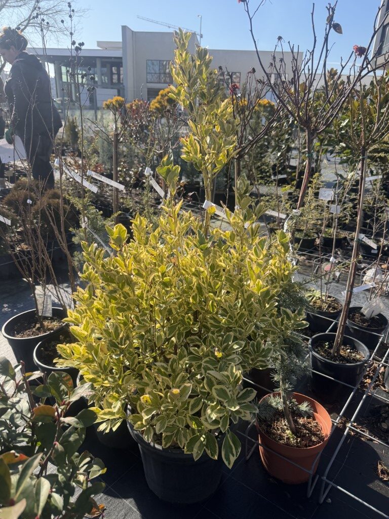 Евонимус ''Японика Ауреа'' (Euonymus "Japonica Aurea") - 15 L