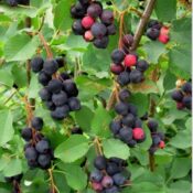 Касис къпина Йостабери