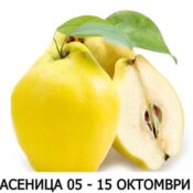 дюля асеница