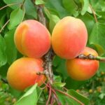 kaysiya-monstero-kod