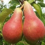 круша сорт Кармен