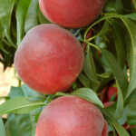 праскови Роял Съмър