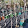 tilia-cordata