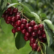 vishna-oblachinska