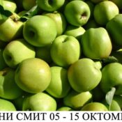 ябълка сорт грени смит в контейнер