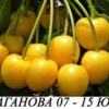 черепи сорт жълта драганова в контейнер