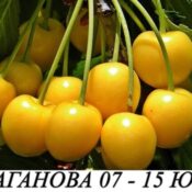 черепи сорт жълта драганова в контейнер