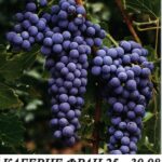 лози за разсад сорт каберне фран в контейнер