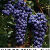 лози за разсад сорт каберне фран в контейнер