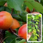 кайсия сорт Лейди кот в контейнер