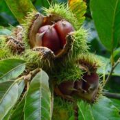 кестен Мароня