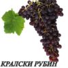 лози за разсад червени кралски рубин в контейнер
