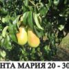 круши сорт санта мария в контейнер