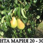 круши сорт санта мария в контейнер