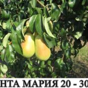 круши сорт санта мария в контейнер
