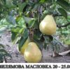 Круша Вилямова Масловка - 4,7 л саксия
