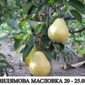 Круша Вилямова Масловка - 4,7 л саксия