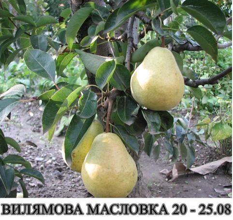 Круша Вилямова Масловка - 4,7 л саксия