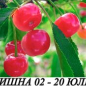 овошки вишна в контейнер
