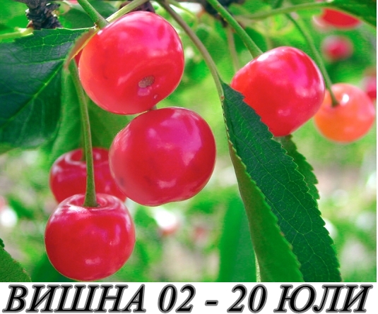 овошки вишна в контейнер