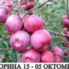 ябълки сорт флорина в контейнер