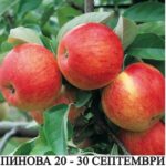 ябълки сорт пинова в контейнер
