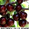 овошки череши сорт регина в контейнер
